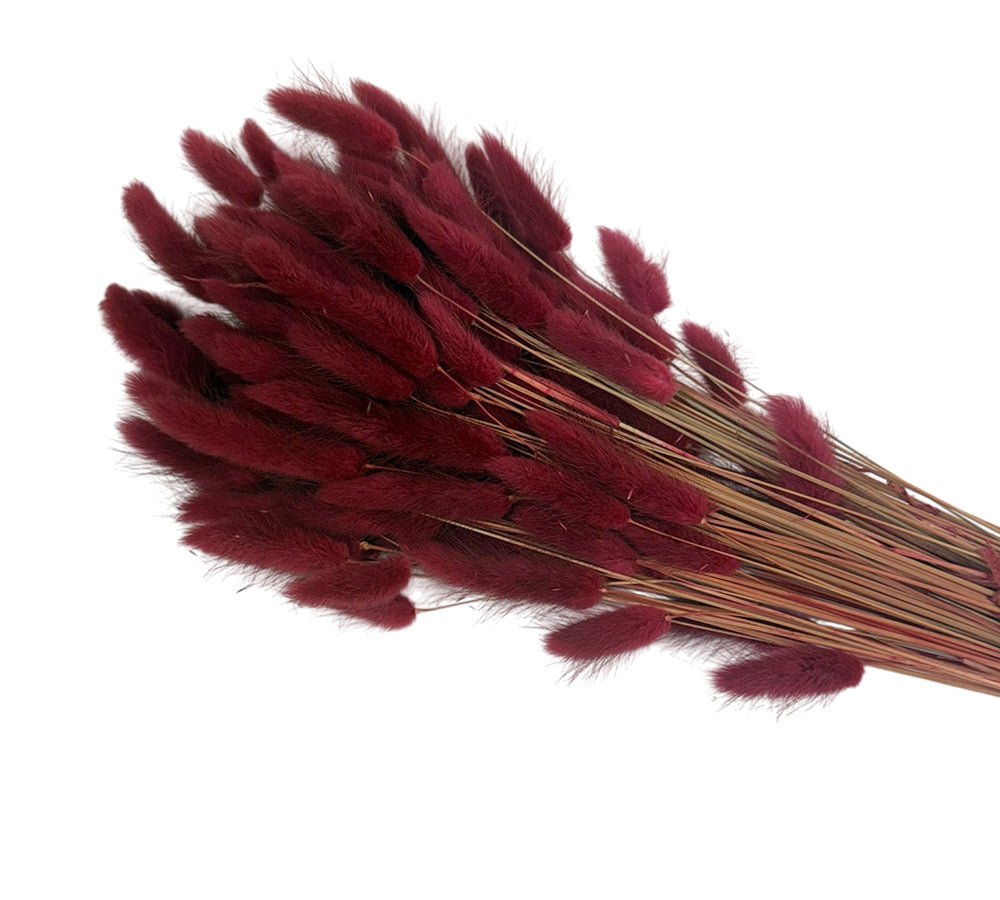 Lagurus Colorata Naturale Stabilizzata Colorata 100 Gr