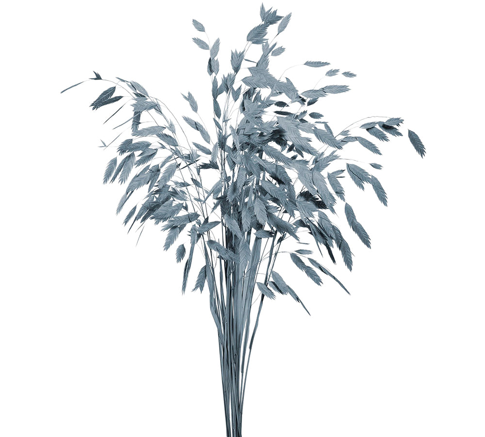 Chasmantium Colorato Naturale Stabilizzata Decorazione Composizione Floreale