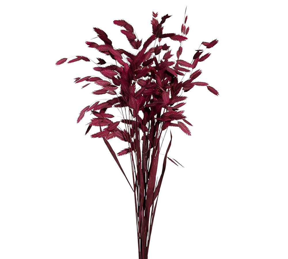 Chasmantium Colorato Naturale Stabilizzata Decorazione Composizione Floreale