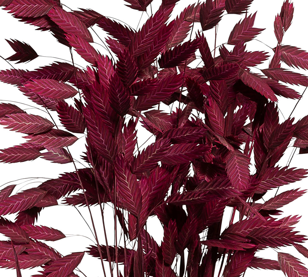 Chasmantium Colorato Naturale Stabilizzata Decorazione Composizione Floreale