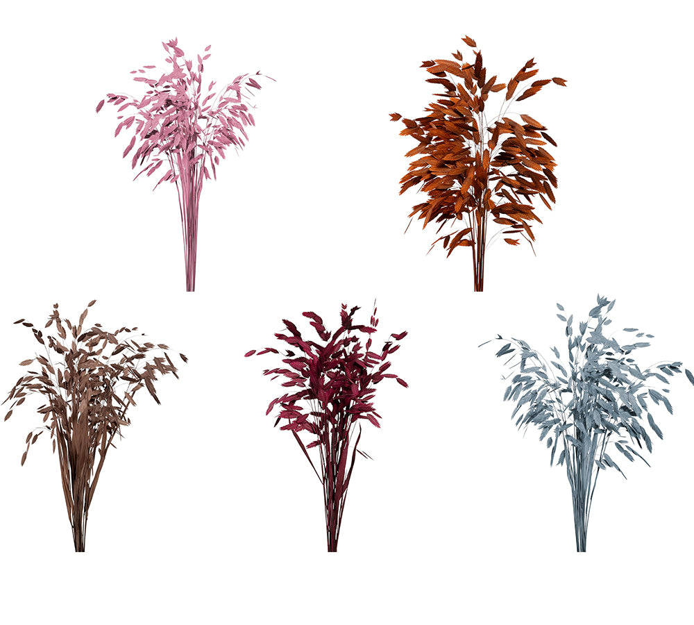 Chasmantium Colorato Naturale Stabilizzata Decorazione Composizione Floreale