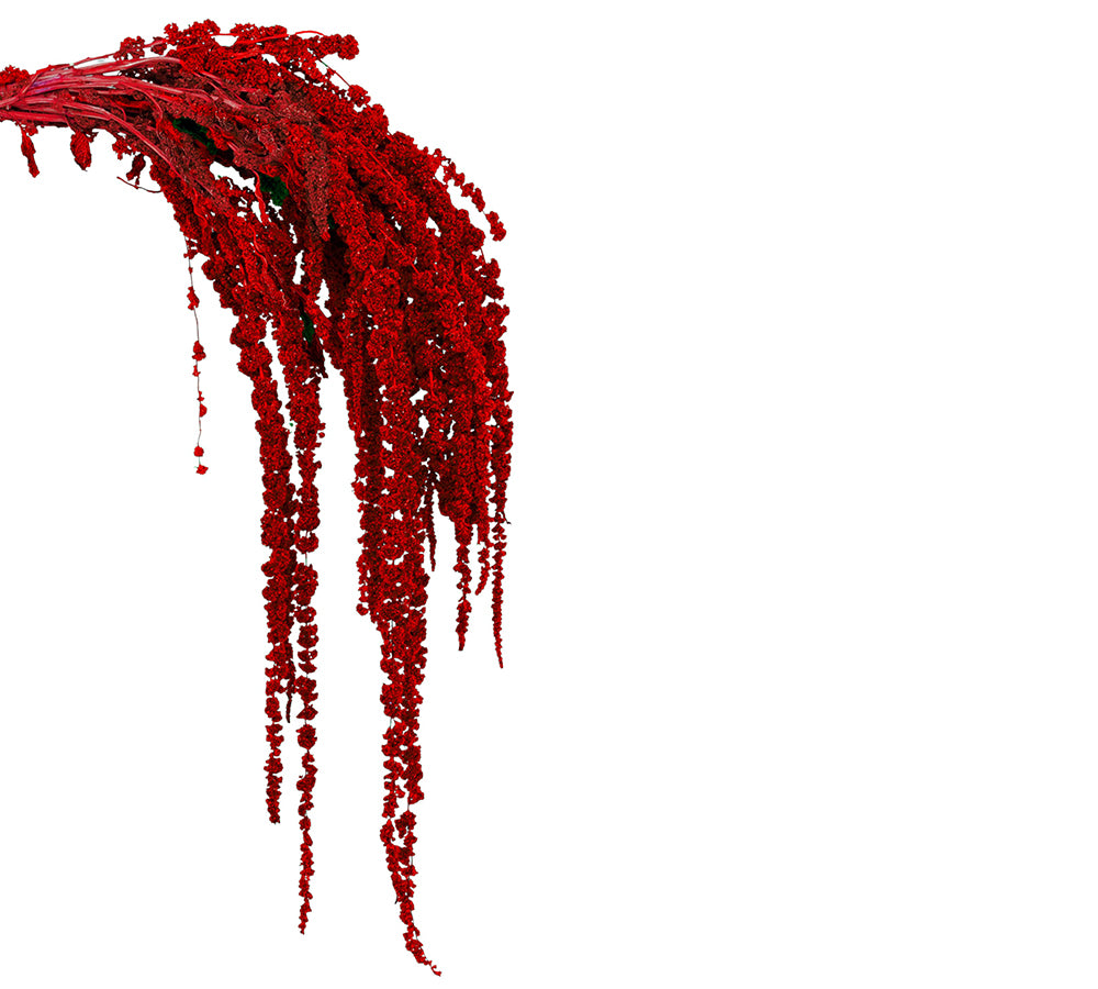 Amarantus Stabilizzato Colorato 170 Gr Decorazione Composizione Floreale