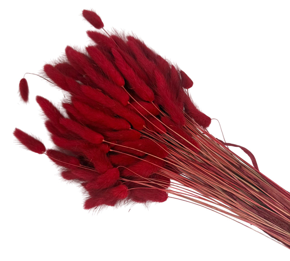 Lagurus Colorata Naturale Stabilizzata Colorata 100 Gr