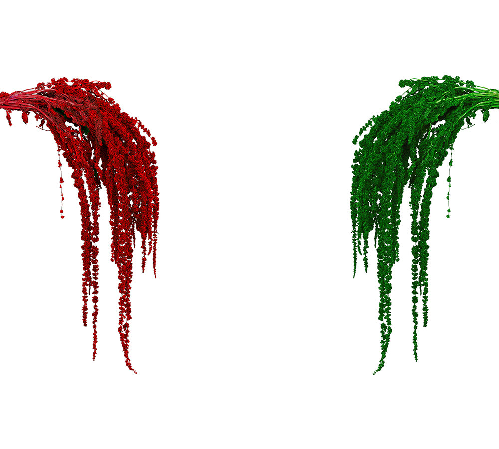 Amarantus Stabilizzato Colorato 170 Gr Decorazione Composizione Floreale