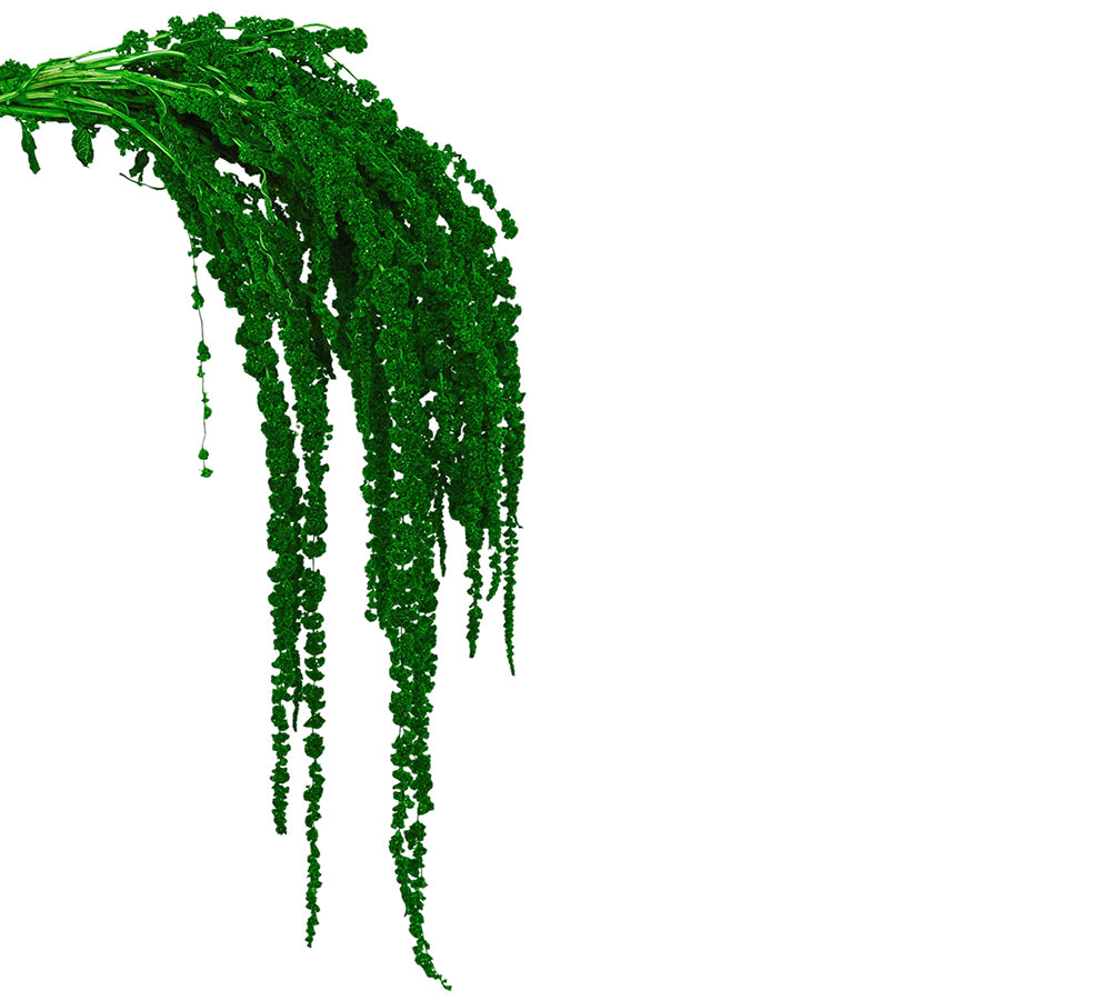 Amarantus Stabilizzato Colorato 170 Gr Decorazione Composizione Floreale
