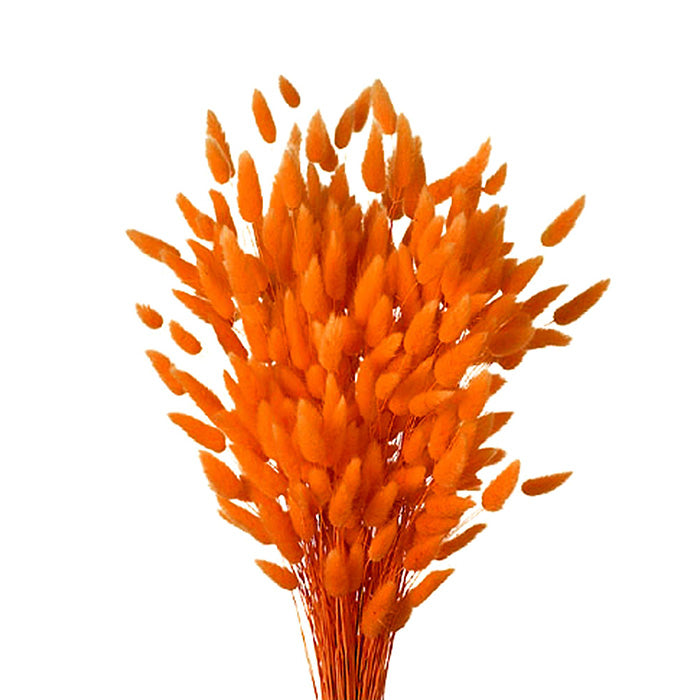 Lagurus Colorata Naturale Stabilizzata Colorata 100 Gr