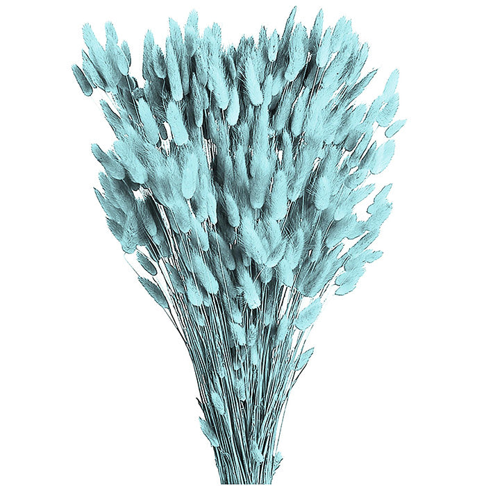 Lagurus Colorata Naturale Stabilizzata Colorata 100 Gr