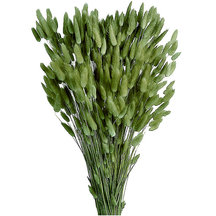 Lagurus Colorata Naturale Stabilizzata Colorata 100 Gr