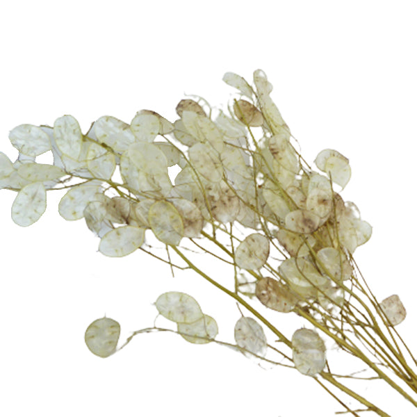 Lunaria Gr 40 Fiori Secchi Naturali Stabilizzati Composizione Floreale