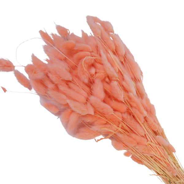 Lagurus Colorata Naturale Stabilizzata Colorata 100 Gr