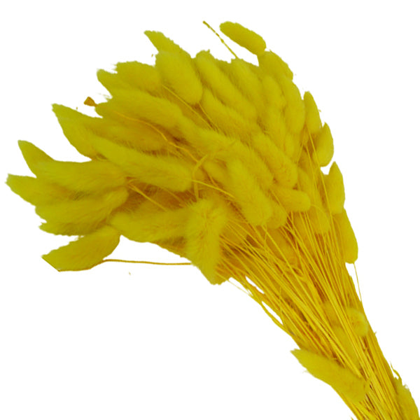 Lagurus Colorata Naturale Stabilizzata Colorata 100 Gr