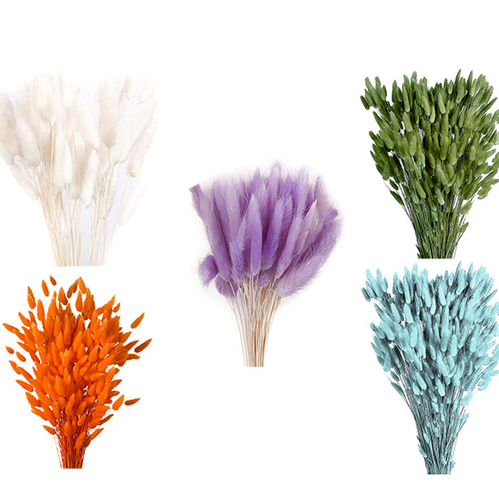 Lagurus Colorata Naturale Stabilizzata Colorata 100 Gr