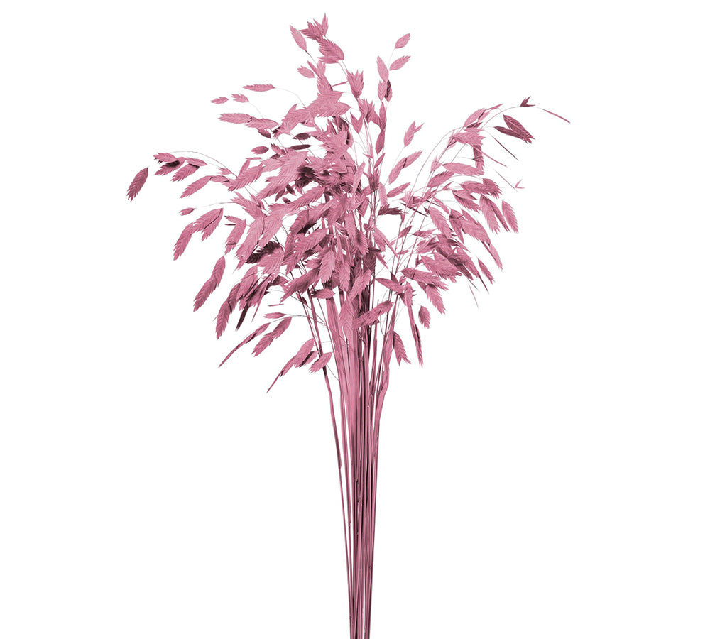 Chasmantium Colorato Naturale Stabilizzata Decorazione Composizione Floreale