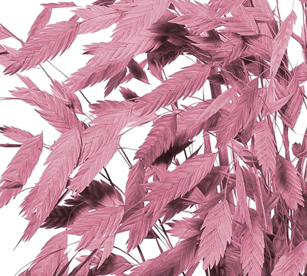 Chasmantium Colorato Naturale Stabilizzata Decorazione Composizione Floreale