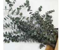 Eucaliptus Baby Blu Gr 150 Naturale Stabilizzato Composizione Floreale