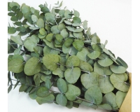 Eucaliptus Cynerea Gr 150 Naturale Stabilizzato Composizione Floreale